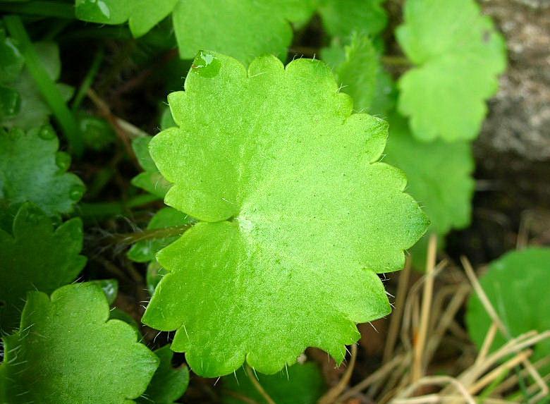 Saxifraga rotundifolia / Sassifraga a foglie rotonde